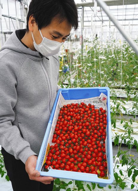 フルーツトマト 新聞配達網で宅配 企業農家 新しい日常に 連携 東京新聞 Tokyo Web