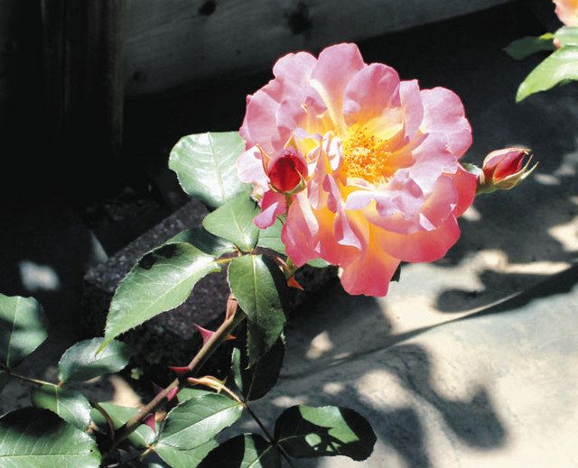 アンネのバラ」美しく 1月植え付けの3株咲く 狭山・智光山公園：東京