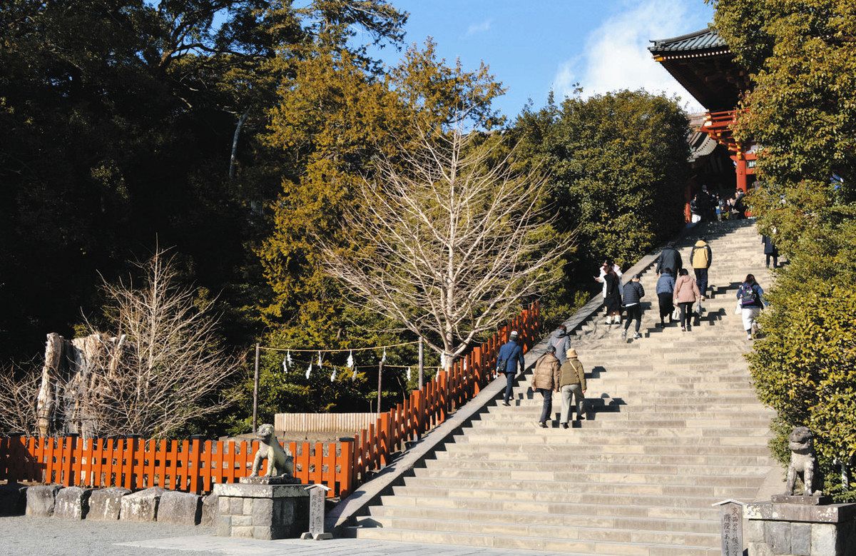 鶴岡 八幡宮 大 銀杏