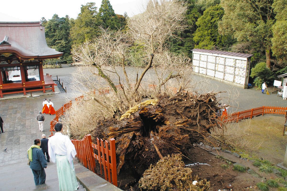 鶴岡 八幡宮 大 銀杏