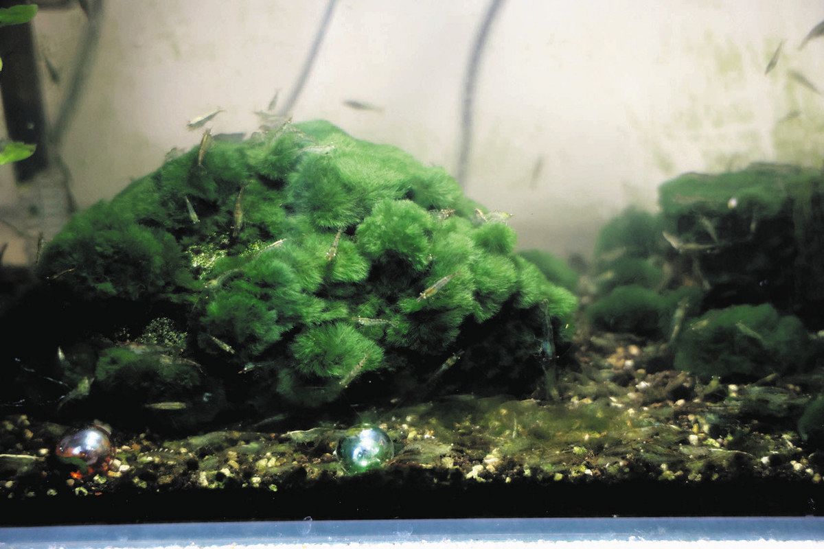 フロンティア発＞国内2例目「モトスマリモ」 川崎・民家の水槽で発見：東京新聞デジタル