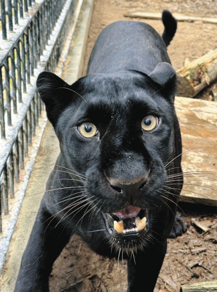 希少種 クロヒョウ会いに来て 宇都宮動物園で公開 国内わずか9頭 浜松 