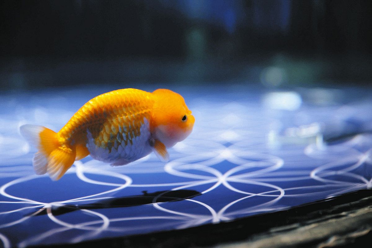 江戸時代の「上見」を再現 大きな金魚鉢で上から鑑賞 「東京金魚」あす