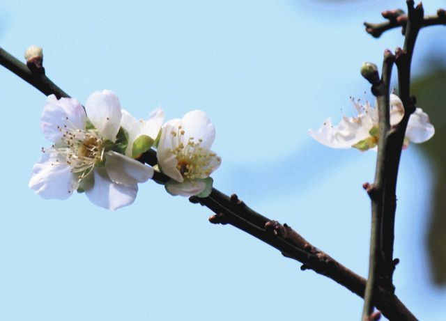 熱海梅園で早咲きの梅ほころぶ ２００４年以降で最も早く 東京新聞 Tokyo Web