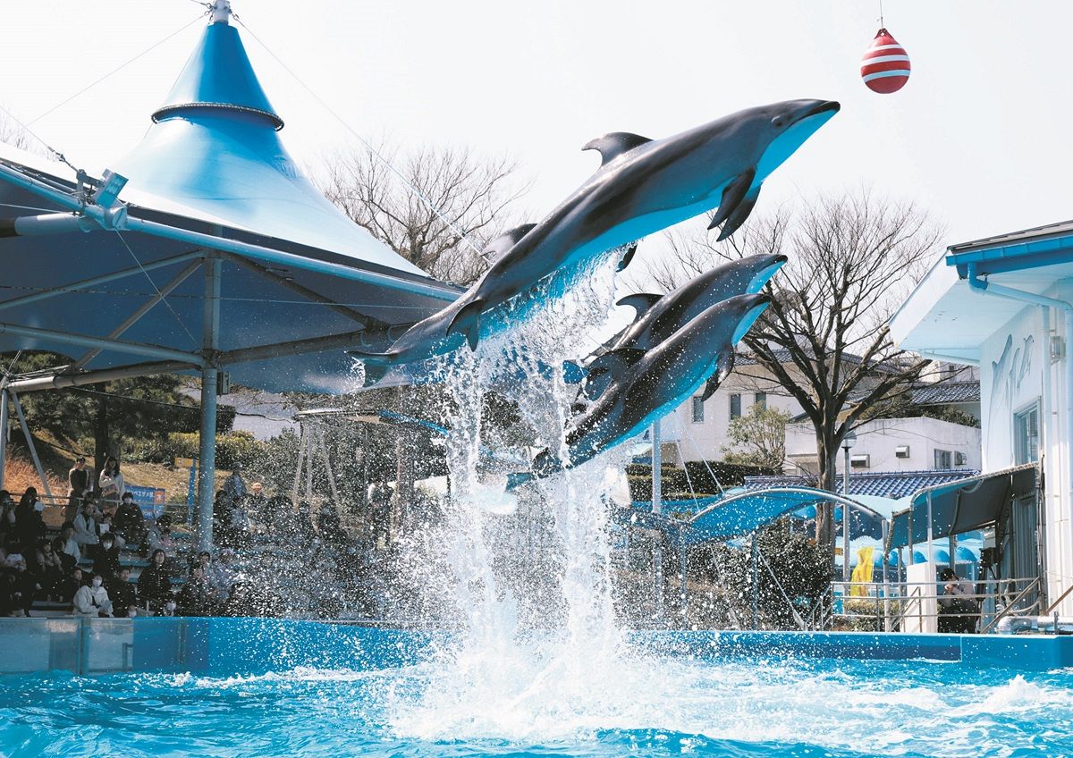 のとじま水族館に戻ってきたイルカショー 能登地震後初の歓声 すべての