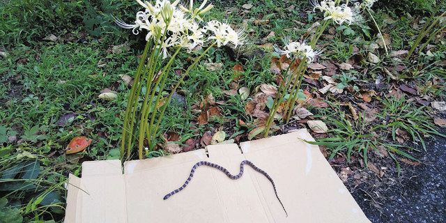 幻のヘビ」シロマダラ いすみ市の住宅庭で発見：東京新聞デジタル