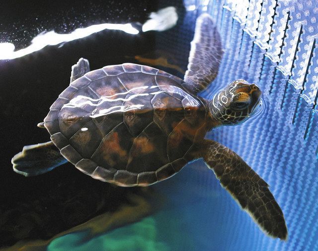 アオウミガメの赤ちゃん、元気に育って！ すみだ水族館で公開 小笠原