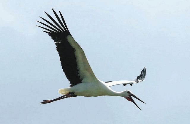 コウノトリ幼鳥 放鳥直後に死ぬ 高圧鉄塔付近に落下 野田市、死因特定