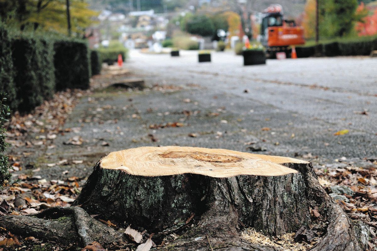 Tree damage caused by the “Tsuyahada Gomadara longhorn beetle” is rapidly increasing in Ibaraki Prefecture. A troublesome specified alien species that can only be exterminated by felling: Tokyo Shimbun TOKYO Web