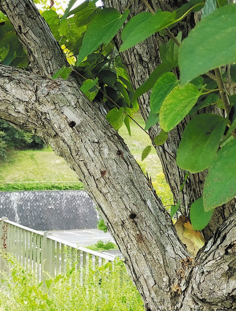 A wig at Kasama Art Forest Park with a hole in its trunk due to damage from the Japanese longhorn beetle (provided by the prefecture)
