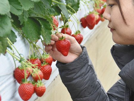 寒暖差 イチゴの味のってきた 伊勢原で最盛期 東京新聞 Tokyo Web