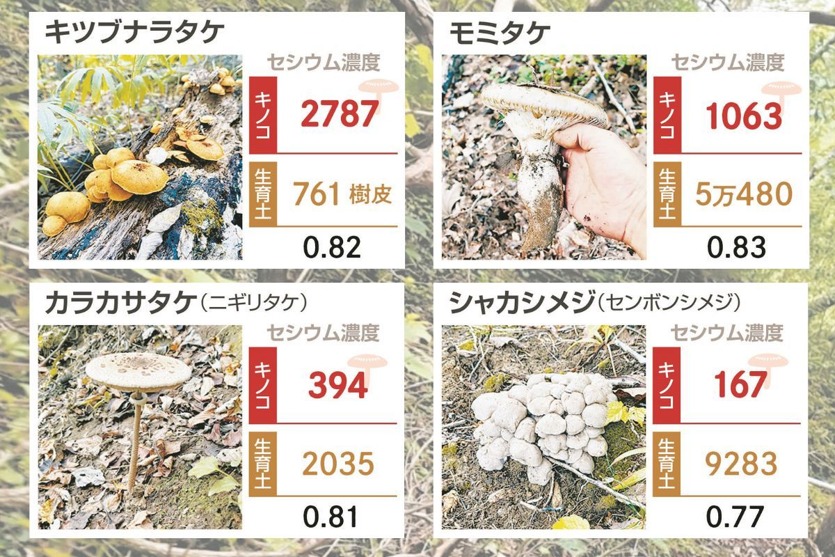 キノコ☺︎ 原発事故で汚染された野生キノコ 現在の「放射性セシウム濃度」を調べ