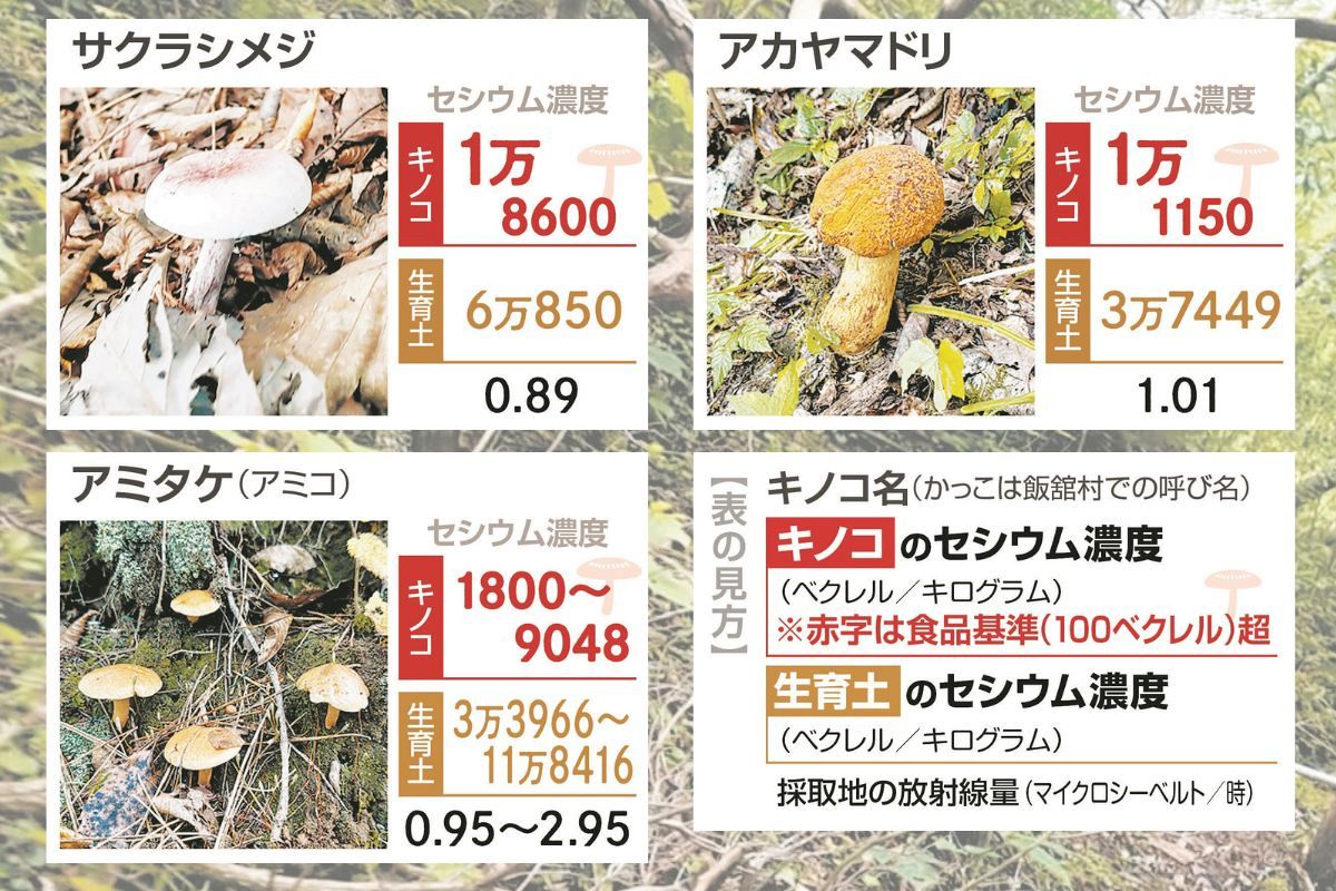 原発事故で汚染された野生キノコ 現在の「放射性セシウム濃度」を調べ