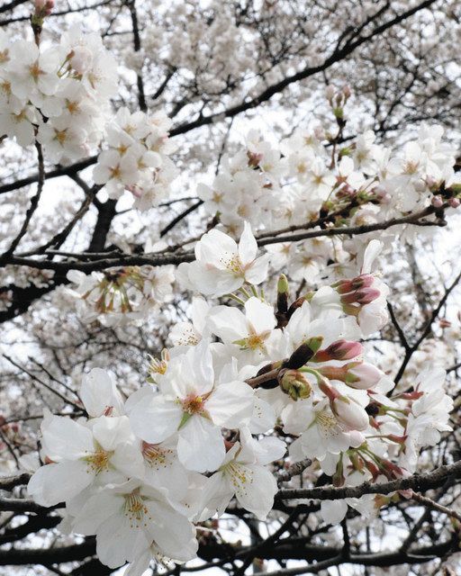 花に舞い踊る>桜 華やかな元禄のお花見:東京新聞デジタル 花に舞い踊る>桜 華やかな元禄のお花見:東京新聞デジタル