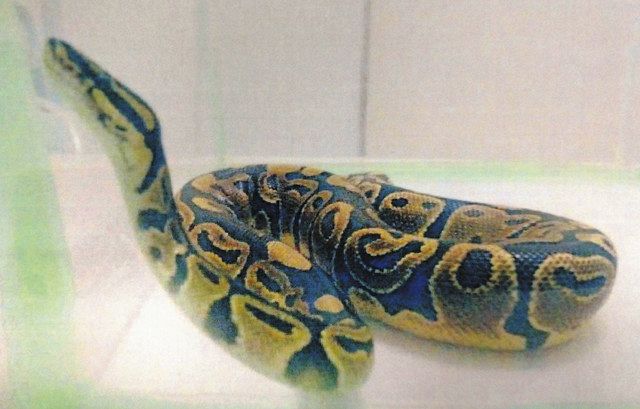 鷲と蛇 シンボルとしての動物 鷲と蛇 シンボルとしての動物 Manfred Lurker 初版 帯付き 本