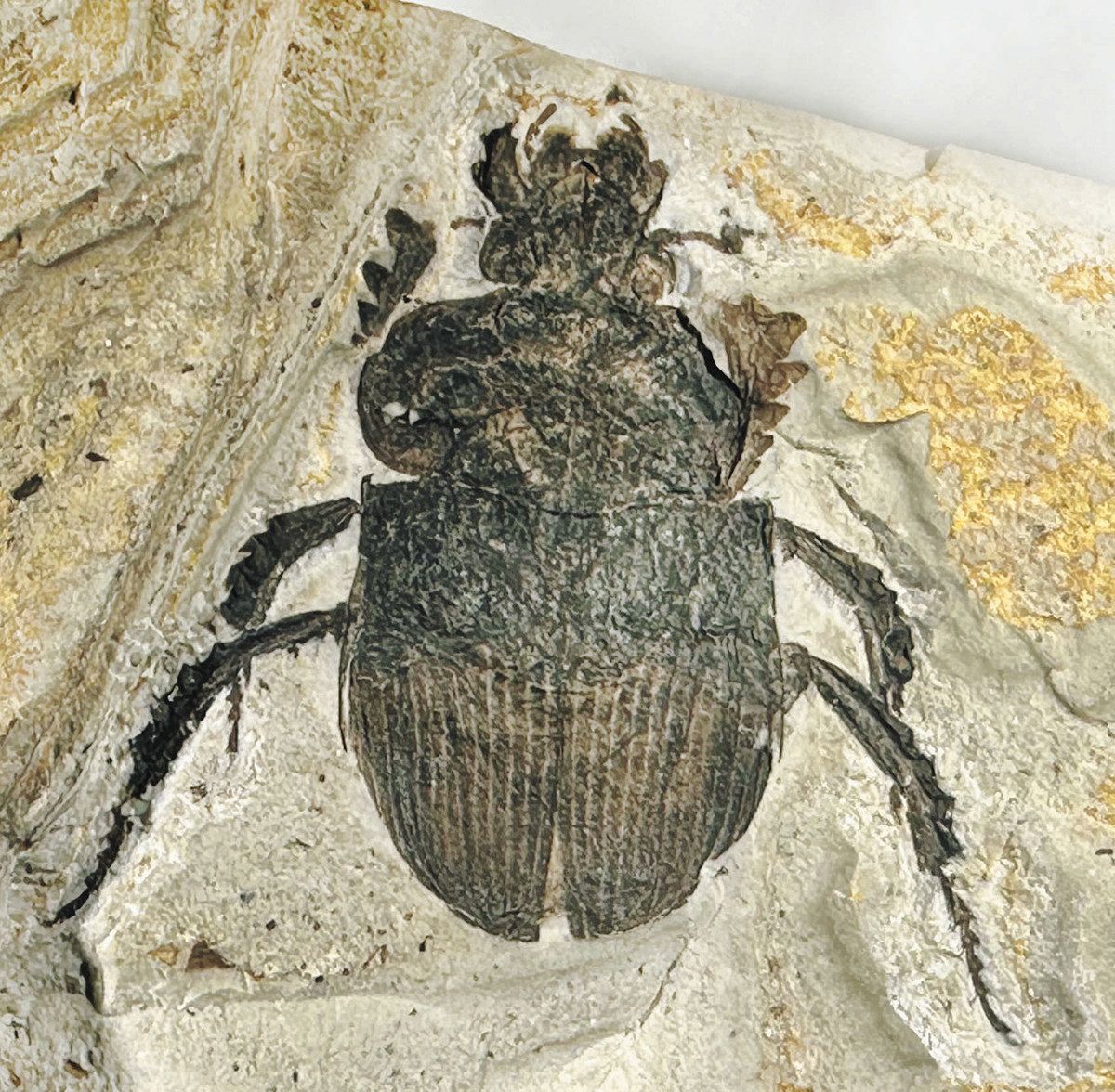 フロンティア発＞授業中に新種の化石を発見 コガネムシの仲間：東京