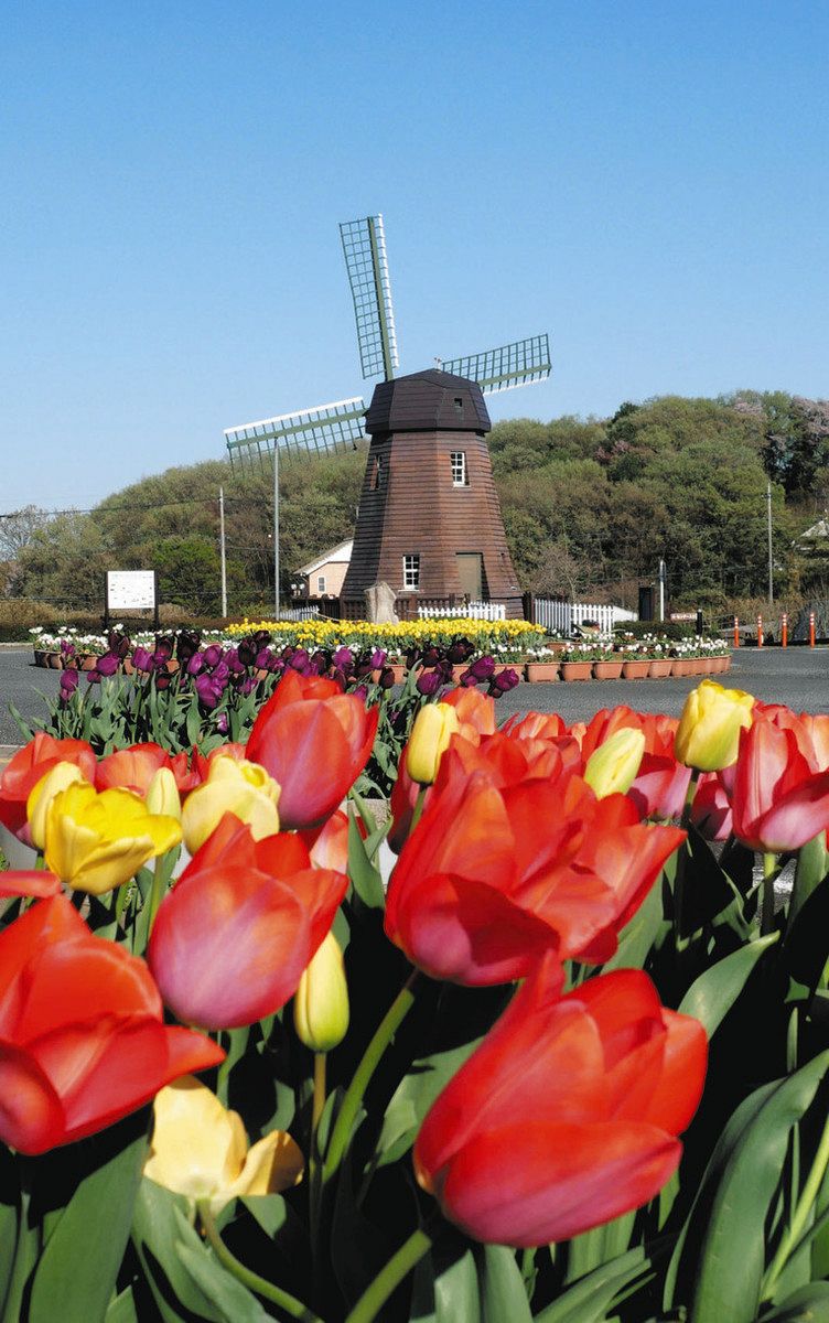 チューリップと風車で異世界へ 東松山で見頃迎える：東京新聞デジタル