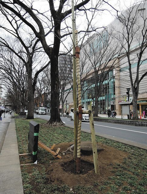 府中のケヤキ並木 景観保全へ 都立農業高と市が連携協定 東京新聞 Tokyo Web 府中のケヤキ並木 景観保全へ 都立農業高と市が連携協定 東京新聞 Tokyo Web