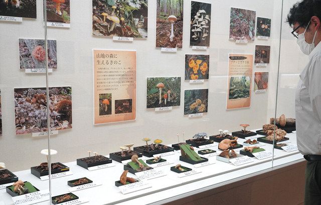 キノコの不思議に迫る リアルな模型や標本など240点 那須野が原博物館
