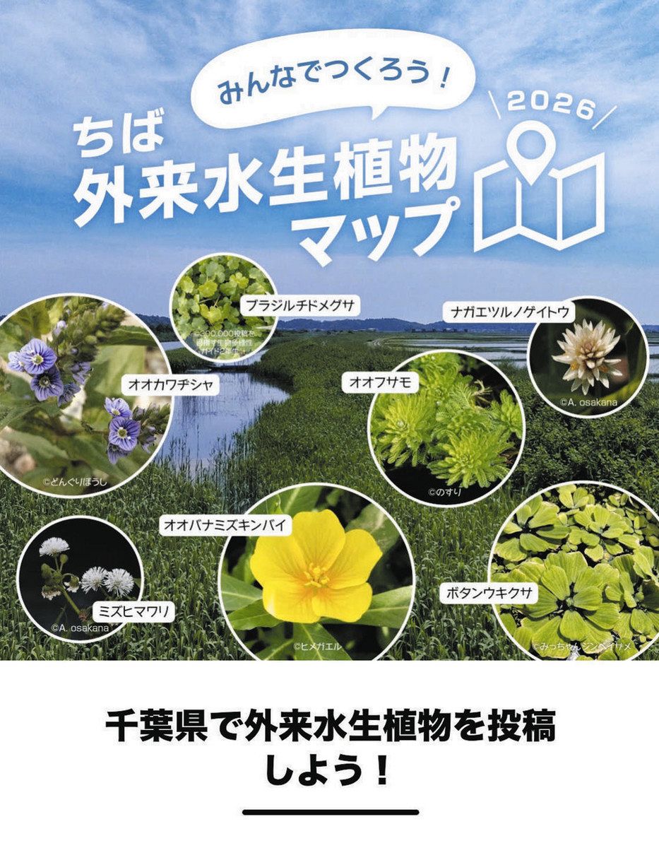 外来水生植物 みんなで探そう！ 7種類対象に調査、アプリで写真投稿
