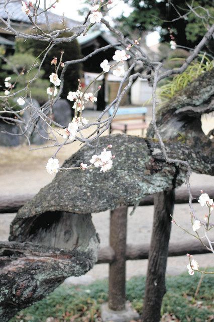 樹齢400年超「不朽梅」花開く 狭山市：東京新聞デジタル