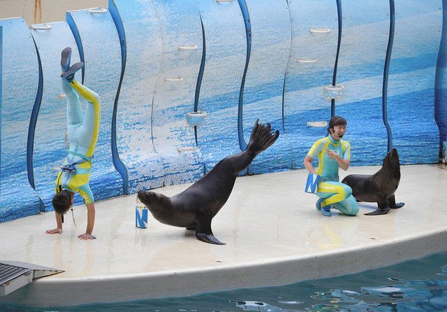 新江ノ島水族館90日ぶりに再開 0人が行列 東京新聞 Tokyo Web