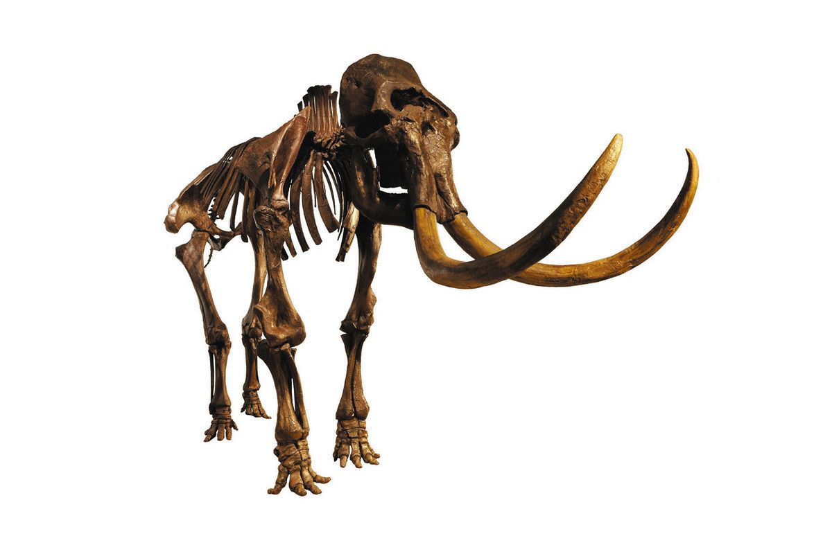 希少　氷河期マンモス標本標本 希少 氷河期マンモス標本標本 【公式通販】