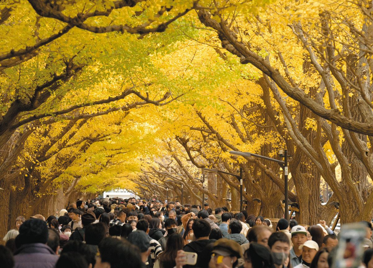 明治神宮外苑のイチョウ並木に人の波 黄葉が見頃を迎える 夕暮れ時には