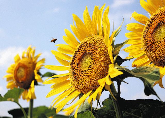 ひまわりさん専用、箱込み訳あり8キロ、時間をいただきます。 ひまわりさん専用、箱込み訳あり8キロ、時間をいただきます