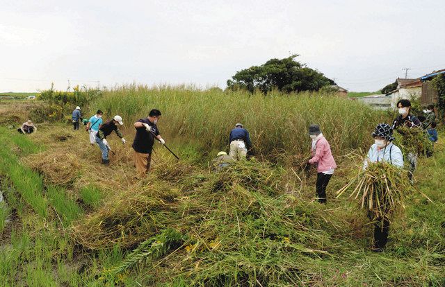耕作放棄で荒れた田んぼの草刈りをする参加者（１０月１６日）