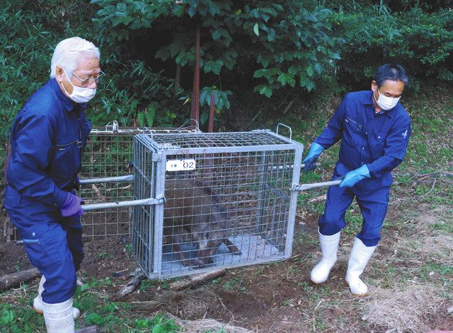 イノシシが捕まった…ALSOK「出動」 臭み「全くない」秘密 警備と獣害