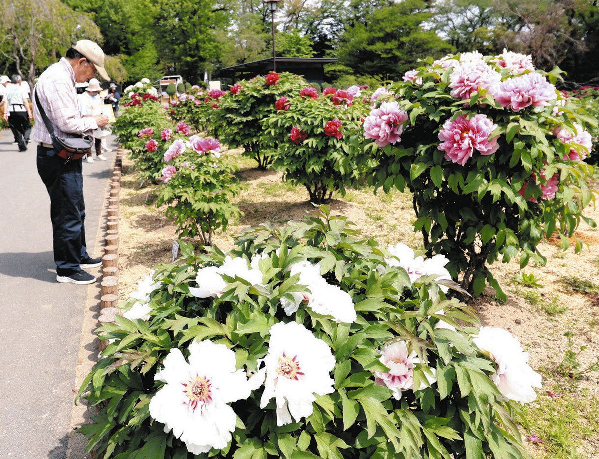 東松山ぼたん園で色彩の競演 150種・5千株が咲き誇る：東京新聞デジタル