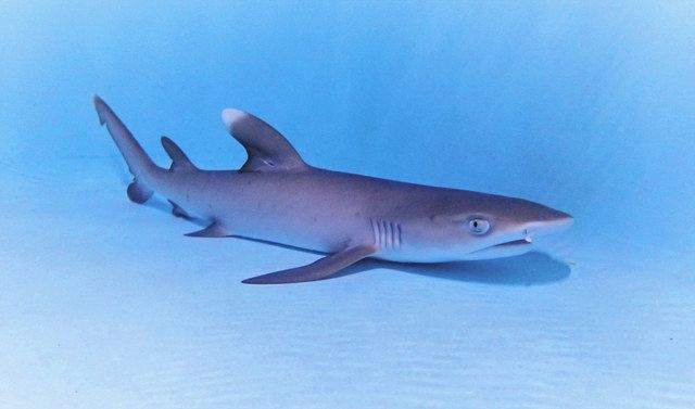 サメの一種「ネムリブカ」赤ちゃん誕生 大洗水族館、初の繁殖 近く公開：東京新聞デジタル