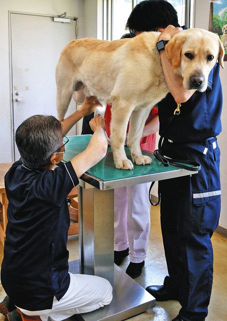 入念に健康状態をチェックされる麻薬探知犬＝成田市で 