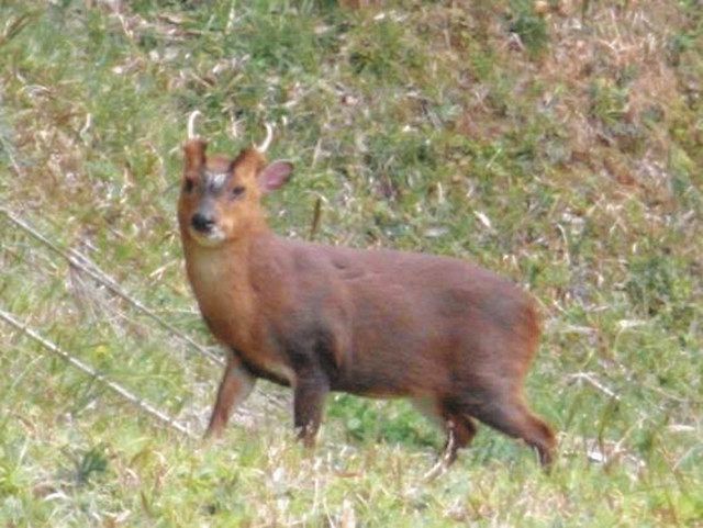 日本鹿毛皮 (約４０×１００)頭部無し 良くっ