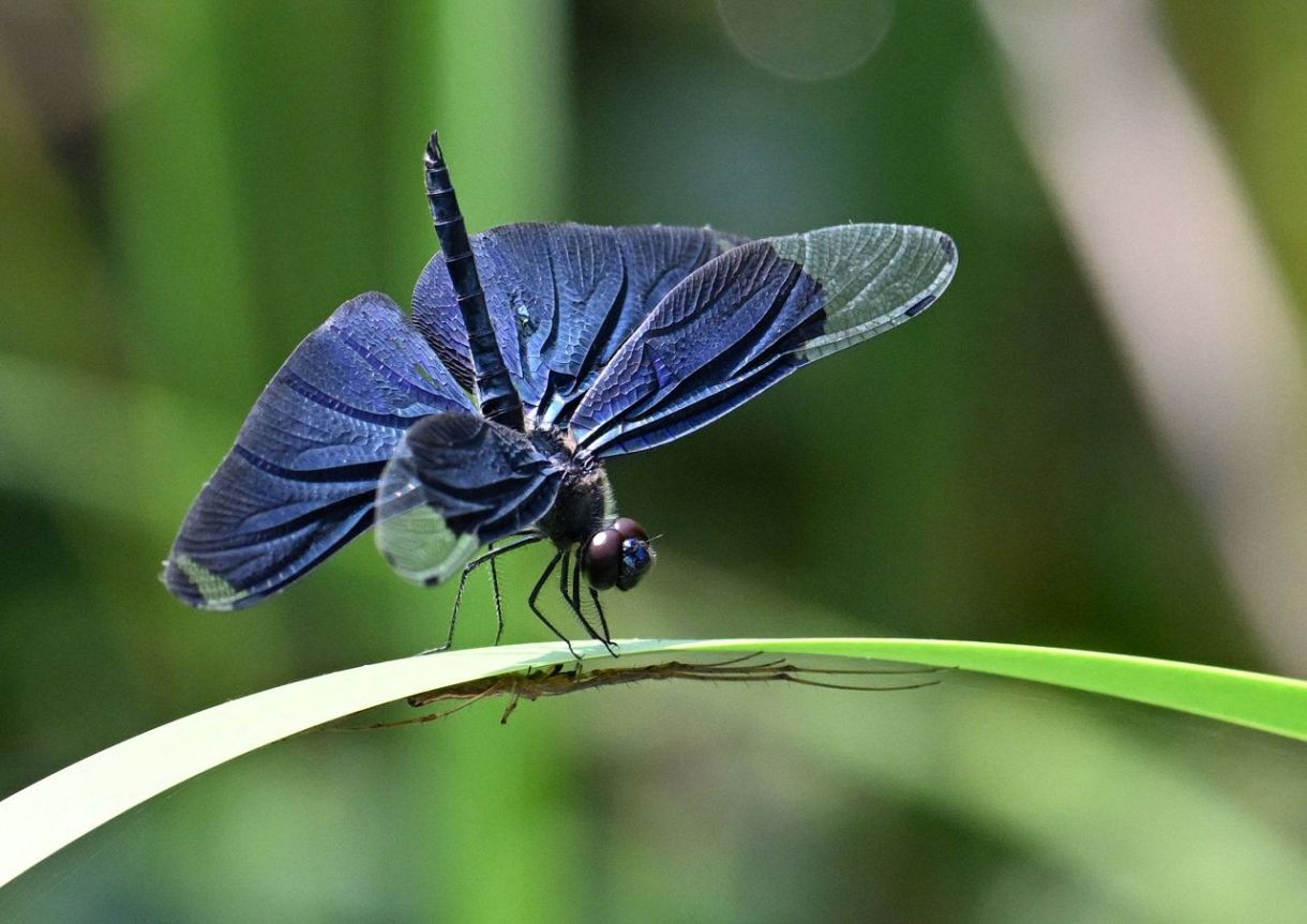 ひらり 水辺に きらり チョウトンボ：東京新聞デジタル