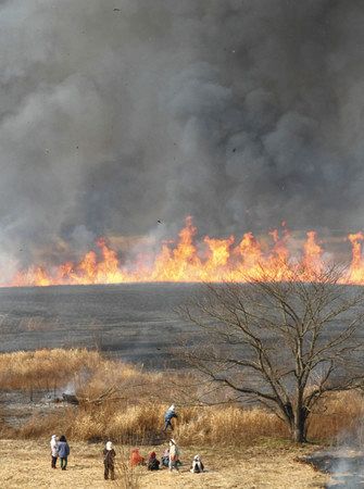 渡良瀬遊水地のヨシ焼き ３月２１日 東京新聞 Tokyo Web