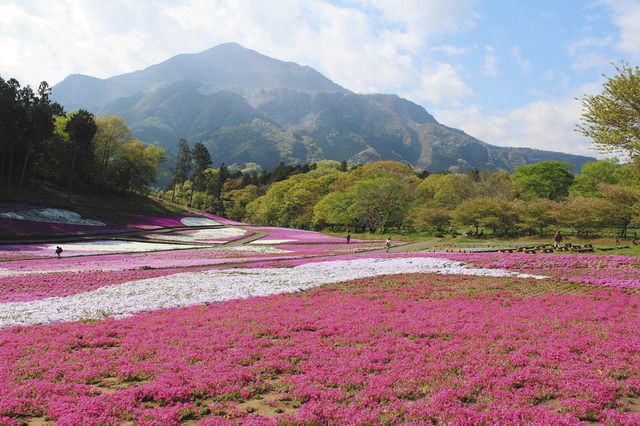 鮮やか ピンクのカーペット 秩父 羊山公園 シバザクラの公開始まる 東京新聞 Tokyo Web 鮮やか ピンクのカーペット 秩父 羊山公園 シバザクラの公開始まる 東京新聞 Tokyo Web