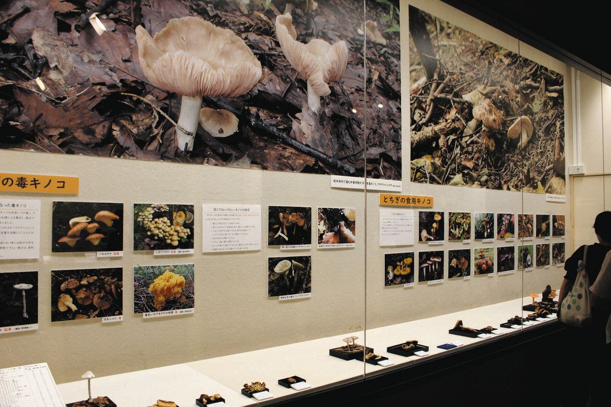 県内キノコ 標本や写真で紹介 宇都宮の県立博物館で企画展 食用と毒の見分け方も解説:東京新聞デジタル