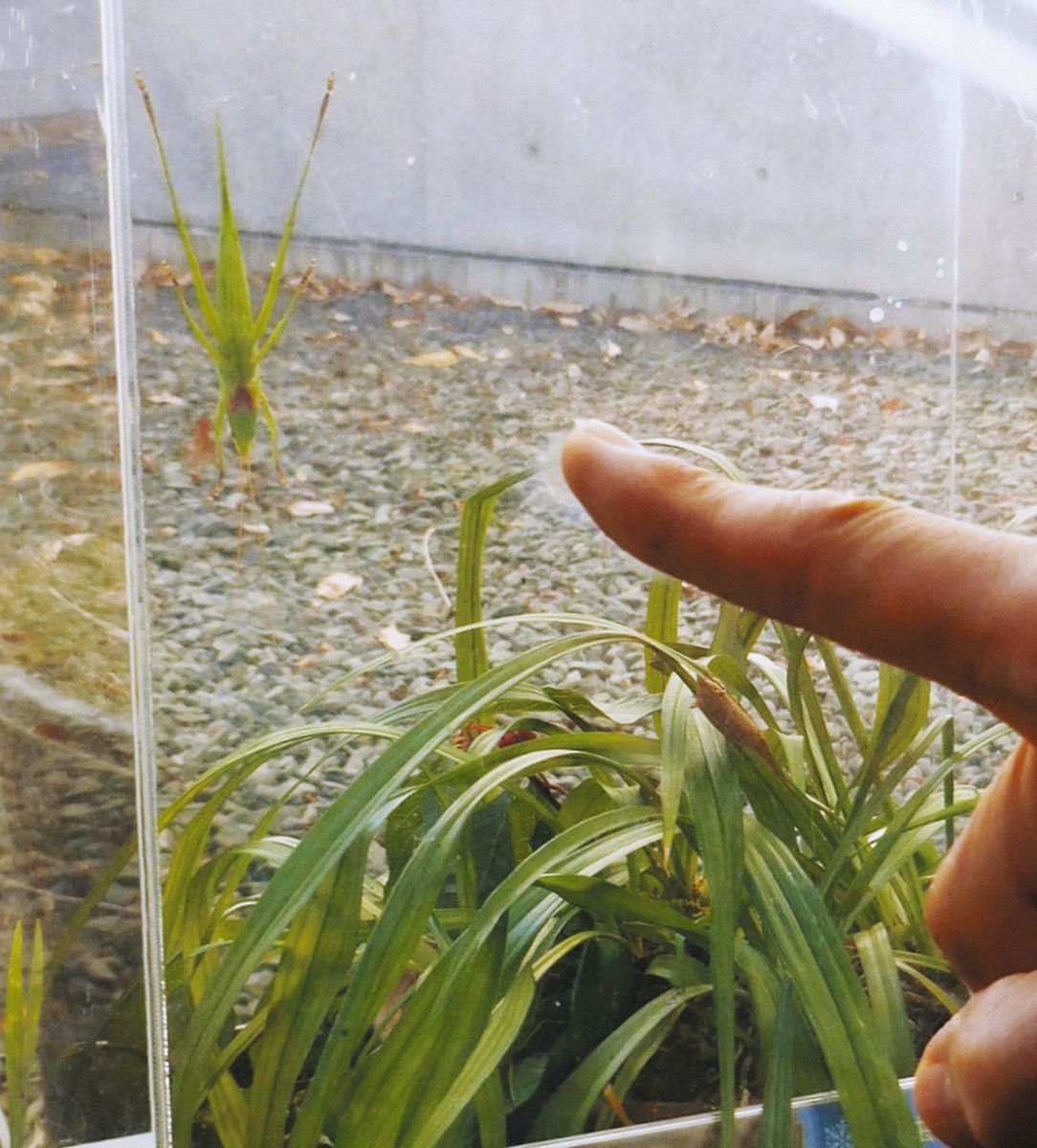 冬を越す昆虫たち 桐生・ぐんま昆虫の森 11種類を紹介：東京新聞デジタル