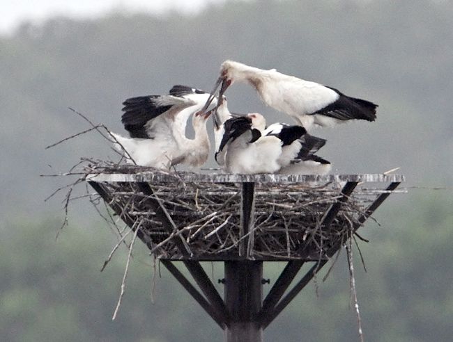 彩〉コウノトリのひな 餌おねだり 渡良瀬遊水地（栃木県小山市）：東京