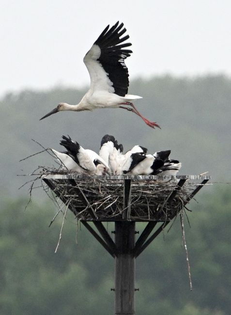 彩〉コウノトリのひな 餌おねだり 渡良瀬遊水地（栃木県小山市）：東京