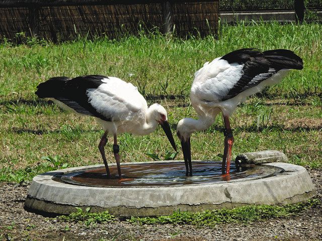 名前は リン と ミズキ に決まったよ コウノトリ 野田市が11日放鳥 東京新聞 Tokyo Web