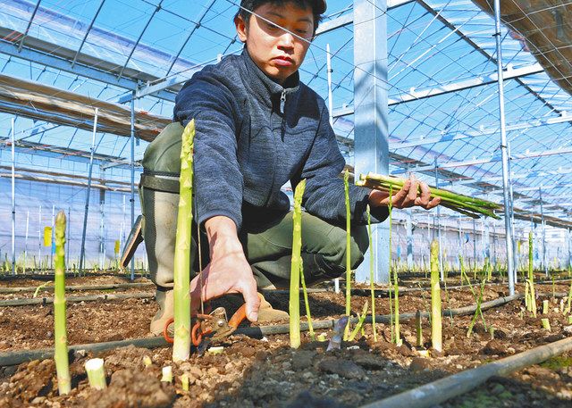 【食品ロス削減】白石農園で収穫されるアスパラガス