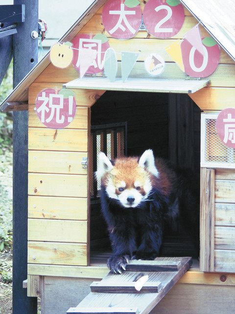 20歳の「風太」 400人が祝福 千葉市動物公園：東京新聞 TOKYO Web