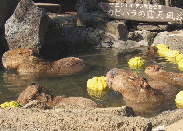 気持ちよさそうに露店風呂入浴を楽しむカピバラ＝伊東市の伊豆シャボテン動物公園で
