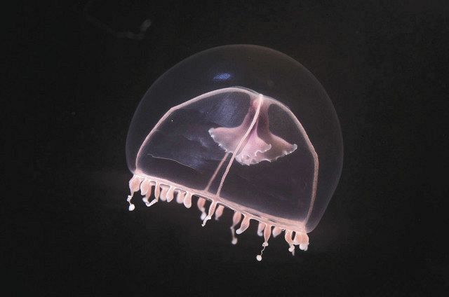 国内初 ナデシコクラゲこんにちは 新江ノ島水族館で展示 東京新聞 Tokyo Web 国内初 ナデシコクラゲこんにちは 新江ノ島水族館で展示 東京新聞 Tokyo Web