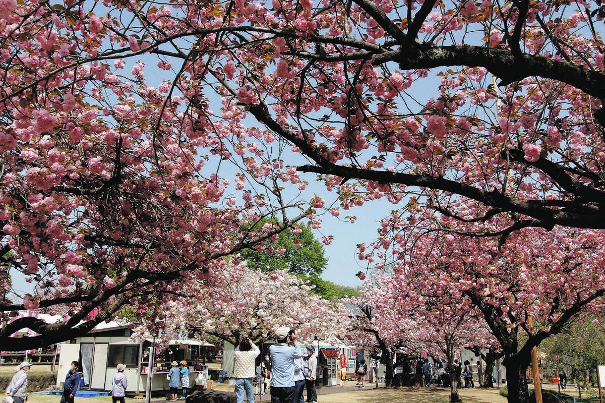 行ってみたら 花前線＞もうすぐ お花見：東京新聞デジタル