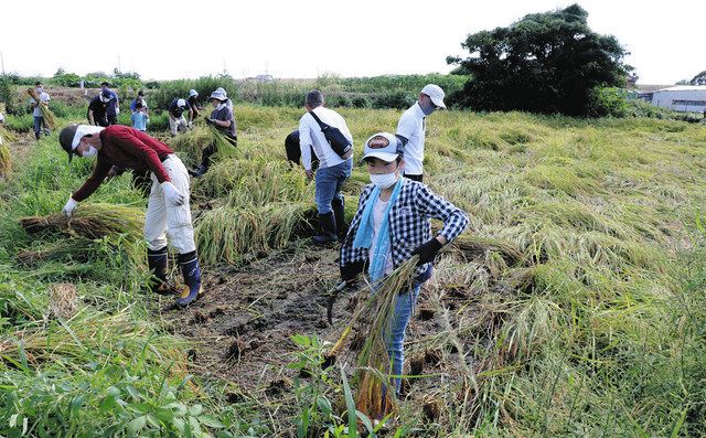 荒れた水田、市民参加で復活 松戸・矢切耕地で稲刈り 体験会8回 田植え