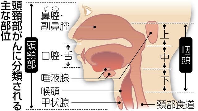 頭頸部がん治療 多様に 発声、食事…「生活の質」と両立目指す：東京 